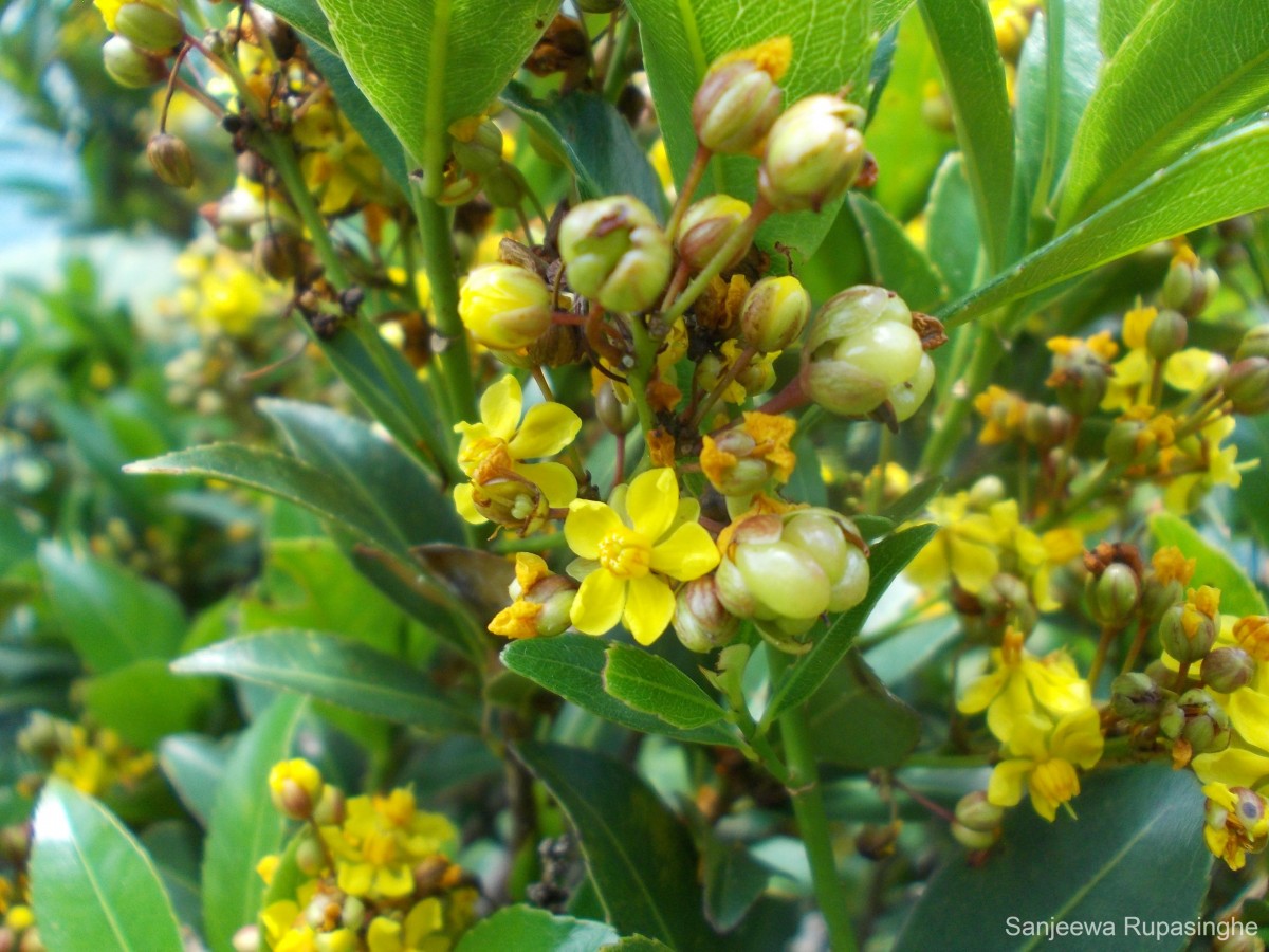 Campylospermum serratum (Gaertn.) Bittrich & M.C.E.Amaral